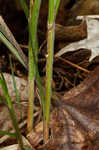 Roan Mountain sedge